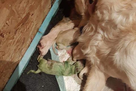 ولادة كلب نادر أخضر اللون