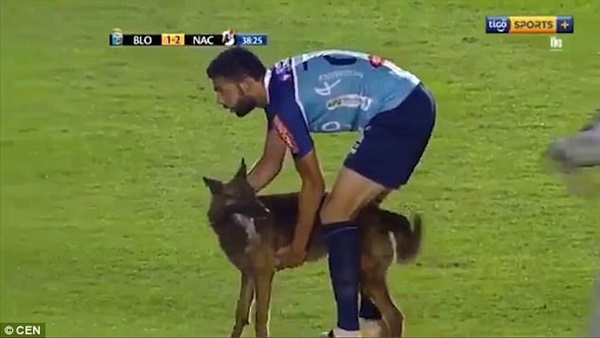 كلب بوليسي يقتحم الملعب في الدوري البوليفي